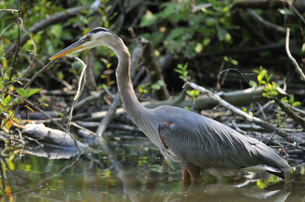 Great Blue Heronadult