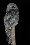 Great Potoo