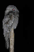 Great Potoo