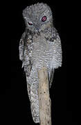 Great Potoo