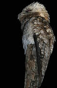 Great Potoo