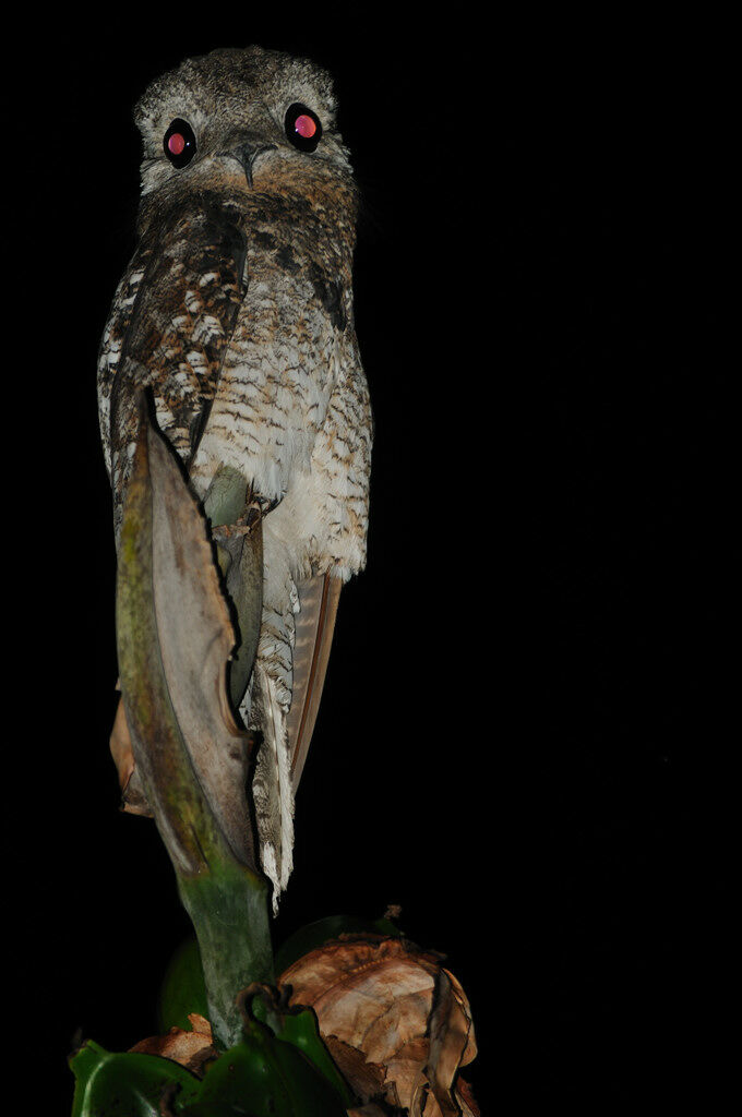 Grand Ibijauadulte, identification