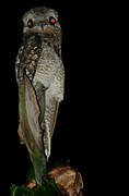 Great Potoo