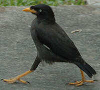 Great Myna