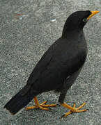 Great Myna