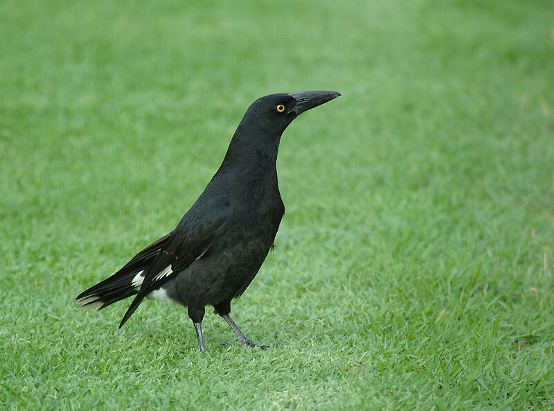 Pied Currawong