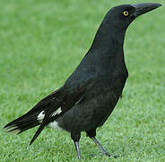 Pied Currawong