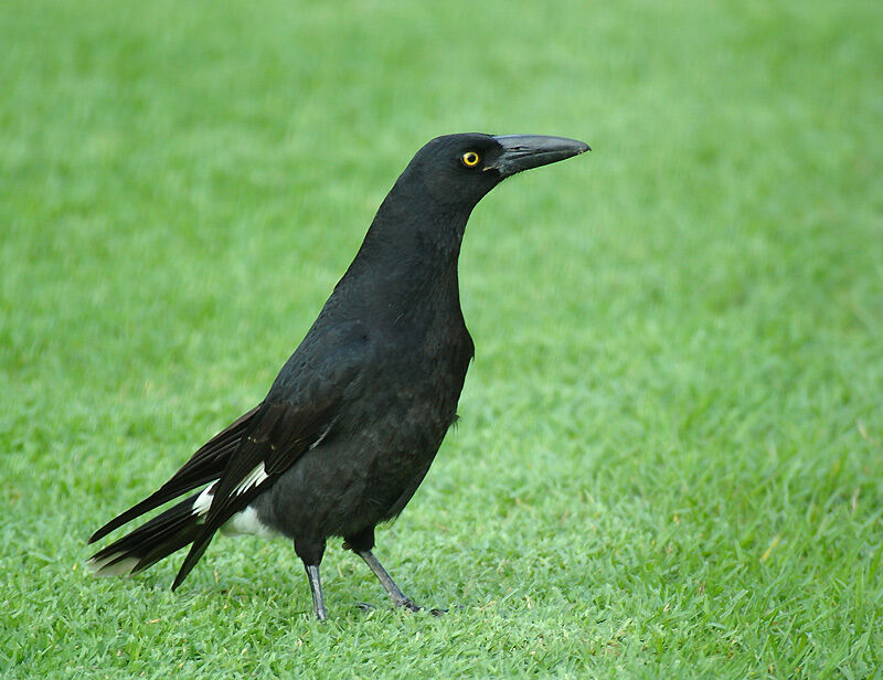 Pied Currawong