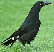 Pied Currawong