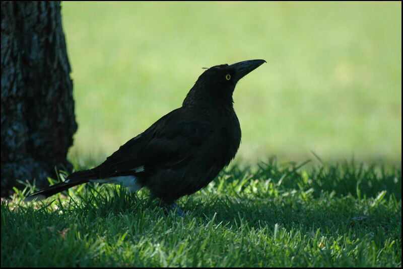 Pied Currawong