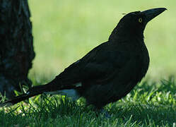 Pied Currawong