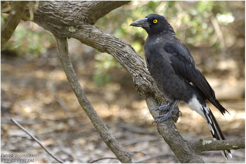 Pied Currawongadult