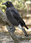 Pied Currawong