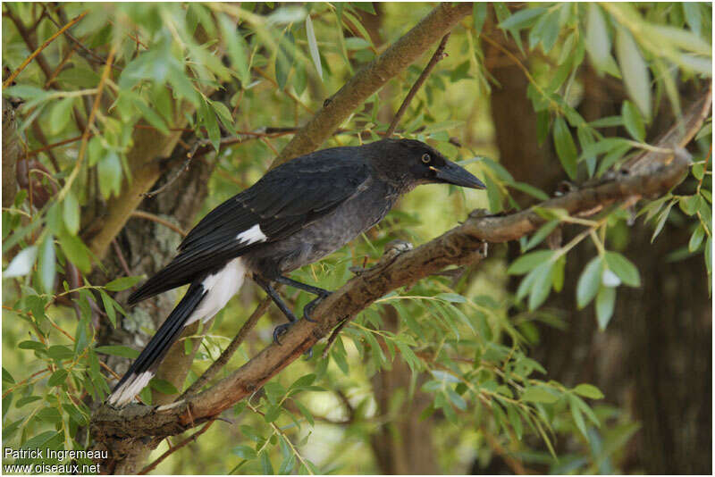 Pied Currawongadult, identification