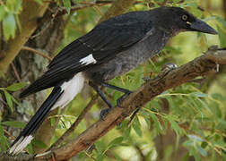 Pied Currawong