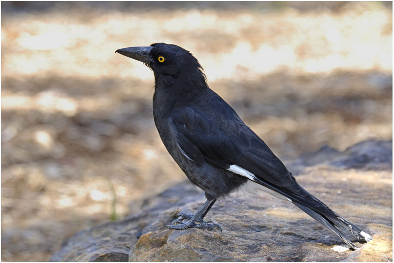 Pied Currawongadult