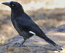 Pied Currawong