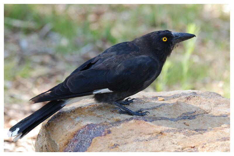 Pied Currawongadult