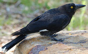 Pied Currawong