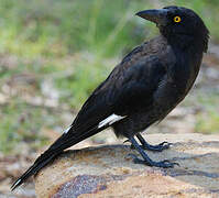 Pied Currawong