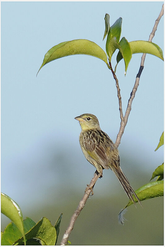 Wedge-tailed Grass Finchadult