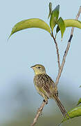 Wedge-tailed Grass Finch