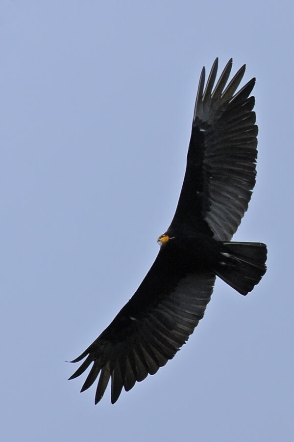 Greater Yellow-headed Vultureadult