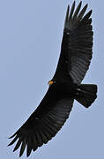 Greater Yellow-headed Vulture