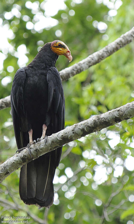 Greater Yellow-headed Vultureadult