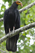 Greater Yellow-headed Vulture