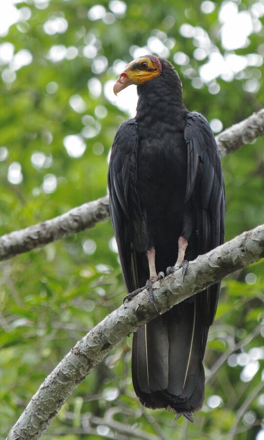 Greater Yellow-headed Vultureadult