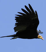 Greater Yellow-headed Vulture