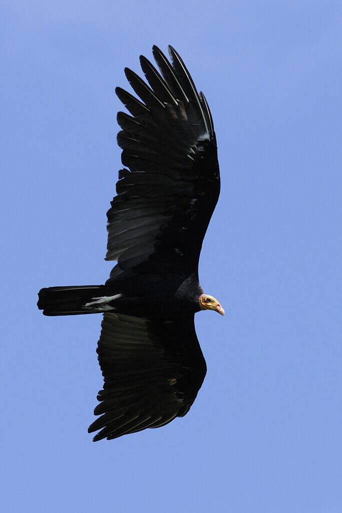 Greater Yellow-headed Vultureadult