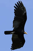 Greater Yellow-headed Vulture