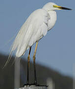 Grande Aigrette