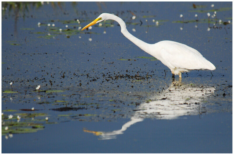 Great Egretadult