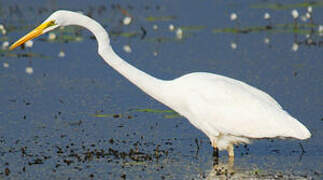 Grande Aigrette