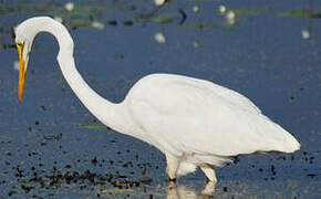 Grande Aigrette