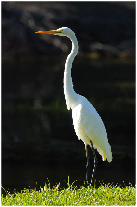 Great Egretadult