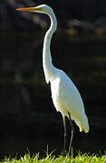 Grande Aigrette