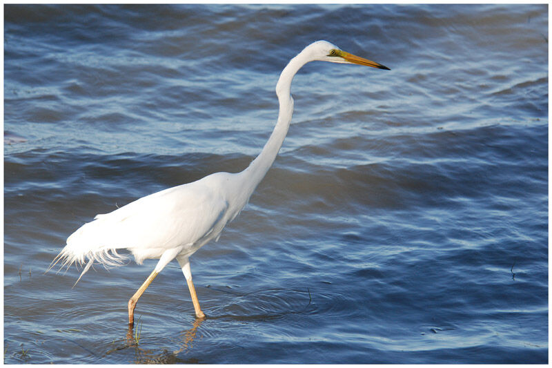 Great Egretadult