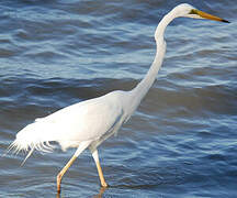 Grande Aigrette