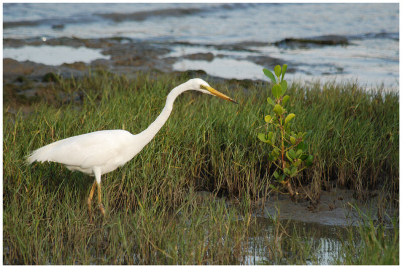 Great Egretadult