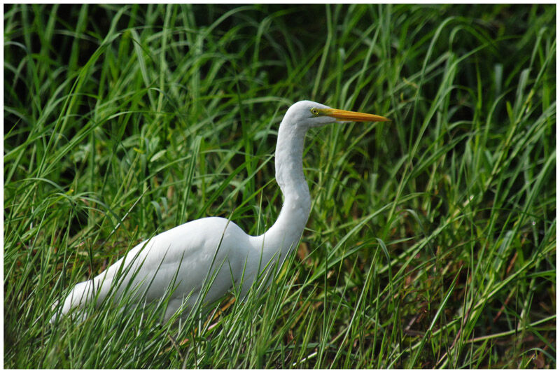 Great Egretadult