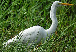 Grande Aigrette