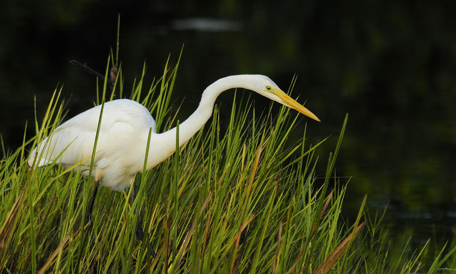 Great Egretadult