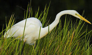 Grande Aigrette