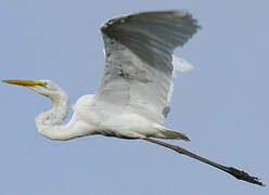 Grande Aigrette