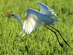 Grande Aigrette