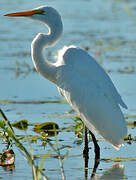 Grande Aigrette